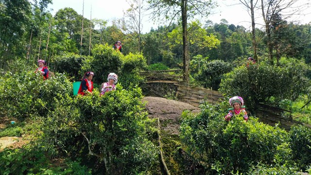 Ho&agrave;ng Su Ph&igrave; l&agrave; huyện v&ugrave;ng cao bi&ecirc;n giới ph&iacute;a T&acirc;y của H&agrave; Giang. Đặc điểm địa h&igrave;nh, n&ocirc;ng h&oacute;a thổ nhưỡng v&agrave; tiểu v&ugrave;ng kh&iacute; hậu đ&atilde; tạo cho Ho&agrave;ng Su Ph&igrave; c&aacute;c thương hiệu ch&egrave; Shan tuyết nổi tiếng trong nước v&agrave; thế giới.