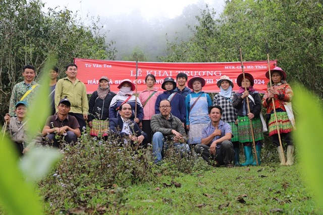 Chị Triệu M&ugrave;i Mủi (x&atilde; Hồ Thầu, huyện Ho&agrave;ng S&ugrave; Ph&igrave;) cho biết: Gia đ&igrave;nh chị c&oacute; hơn 1 ha ch&egrave; Shan tuyết. Trước đ&acirc;y, gi&aacute; ch&egrave; b&uacute;p tươi thấp khiến người d&acirc;n kh&ocirc;ng mặn m&agrave; mấy với việc trồng tr&agrave;. Gần đ&acirc;y, nhờ sự hỗ trợ của ch&iacute;nh quyền v&agrave; c&aacute;c doanh nghiệp, HTX, gi&aacute; ch&egrave; tươi đ&atilde; tăng đ&aacute;ng kể từ 20 ngh&igrave;n đến 200 ngh&igrave;n đồng/kg t&ugrave;y loại. C&aacute;c HTX, doanh nghiệp c&ograve;n đến th&ocirc;n để k&yacute; hợp đồng thu mua đồng thời hướng dẫn kỹ thuật trồng, chăm s&oacute;c, thu h&aacute;i ch&egrave;. Nhờ vậy, gia đ&igrave;nh chị rất y&ecirc;n t&acirc;m sản xuất, tập trung chăm s&oacute;c cho vườn ch&egrave; cổ thụ của m&igrave;nh.