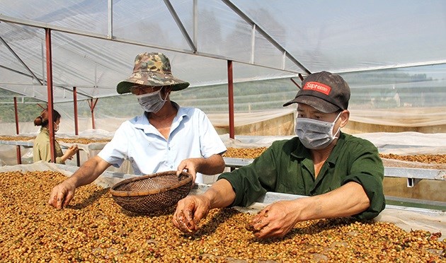 C&agrave; ph&ecirc; honey phơi trong nh&agrave; k&iacute;nh.&nbsp;&nbsp;&nbsp;