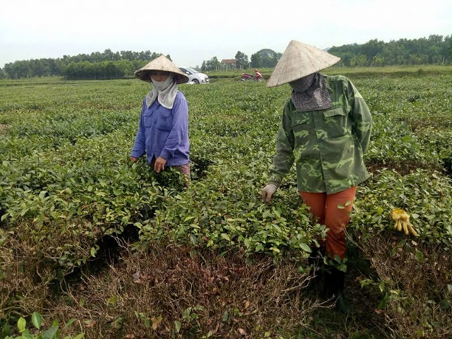 Những thiệt hại n&agrave;y kh&ocirc;ng chỉ ảnh hưởng đến sản lượng ch&egrave; hiện tại m&agrave; c&ograve;n t&aacute;c động l&acirc;u d&agrave;i đến sự ph&aacute;t triển của ng&agrave;nh ch&egrave;, đặc biệt l&agrave; trong việc phục hồi sau b&atilde;o. N&ocirc;ng d&acirc;n sẽ cần hỗ trợ kỹ thuật, t&agrave;i ch&iacute;nh để kh&ocirc;i phục sản xuất ch&egrave;, cải thiện điều kiện canh t&aacute;c v&agrave; ứng ph&oacute; với biến đổi kh&iacute; hậu trong tương lai.