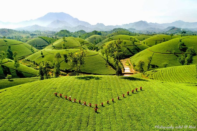 V&ograve;ng đời của c&acirc;y ch&egrave; cũng được t&iacute;nh từ l&uacute;c được sinh ra sau đ&oacute; gi&agrave; cỗi v&agrave; chết đi.