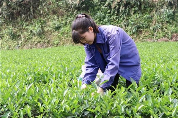 Nương ch&egrave; ứng dụng khoa học c&ocirc;ng nghệ sản xuất v&agrave; đa dạng h&oacute;a sản phẩm ch&egrave; hữu cơ tại x&oacute;m 10, x&atilde; T&acirc;n Linh, huyện Đại Từ