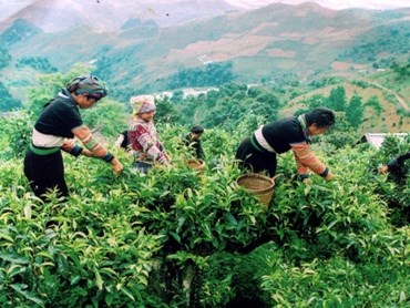 Y&ecirc;n B&aacute;i ph&aacute;t triển sản xuất ch&egrave; an to&agrave;n theo hướng hữu cơ