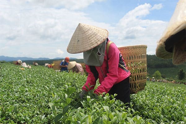 Vườn tr&agrave; &Ocirc; long tại tỉnh L&acirc;m Đồng