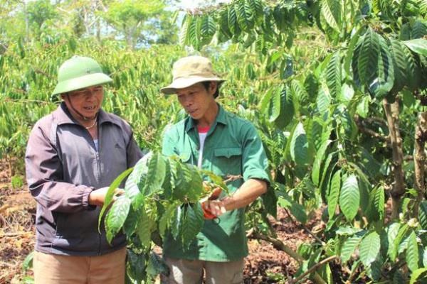 Ng&agrave;nh N&ocirc;ng nghiệp tỉnh Kon Tum l&ecirc;n phương &aacute;n hỗ trợ cho c&aacute;c đơn vị, doanh nghiệp ti&ecirc;u thụ n&ocirc;ng sản, nhất l&agrave; c&agrave; ph&ecirc;.