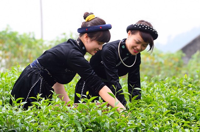 N&eacute;t đẹp của c&ocirc; g&aacute;i T&agrave;y tr&ecirc;n nương ch&egrave; T&acirc;n Cương, th&agrave;nh phố Th&aacute;i Nguy&ecirc;n.