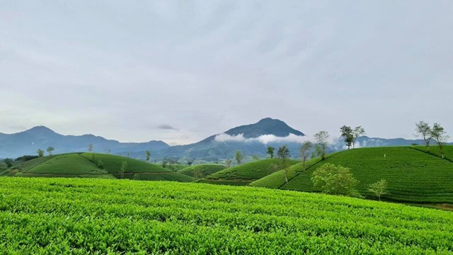 V&ugrave;ng nguy&ecirc;n liệu ch&egrave; tại x&atilde; Đồng Trung, huyện Thanh Thuỷ (Ph&uacute; Thọ), được C&ocirc;ng ty TNHH Maika Food ưu ti&ecirc;n đầu tư ph&aacute;t triển.