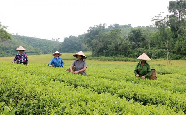 Thu hoạch ch&egrave; tại Hợp t&aacute;c x&atilde; ch&egrave; Văn Miếu, huyện Thanh Sơn