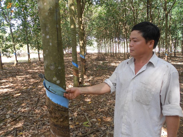 Anh Sanh kiểm tra m&aacute;ng cạo mủ cao su&nbsp; (Ảnh: Ban TĐKT tỉnh Cao Bằng)