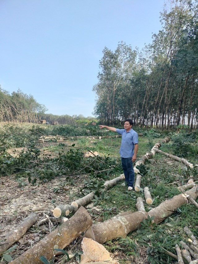 Vườn cao su của gia đ&igrave;nh anh Sanh được cưa cắt để giải ph&oacute;ng mặt bằng mở đường giao th&ocirc;ng li&ecirc;n x&atilde;&nbsp;(Ảnh: Ban TĐKT tỉnh Cao Bằng)