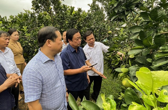 Đo&agrave;n c&ocirc;ng t&aacute;c của Bộ NN&amp;PTNT thăm v&ugrave;ng sản xuất Bưởi tại x&atilde; Đại Đồng huyệnY&ecirc;n Thủy (Ảnh TTXVN)