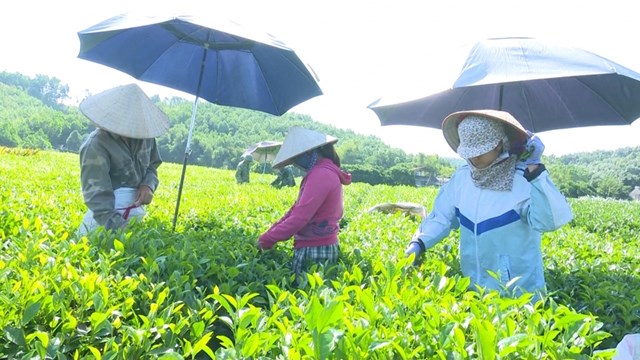 Thường th&igrave; ch&egrave; b&uacute;p tươi thu h&aacute;i v&agrave;o thời kỳ đầu vụ v&agrave; cuối vụ sẽ cho sản ph&acirc;̉m tr&agrave; c&oacute; ch&acirc;́t lượng cao hơn so với ch&egrave; tươi thu h&aacute;i ở giữa vụ v&agrave; kh&ocirc;ng n&ecirc;n thu h&aacute;i v&agrave;o những ng&agrave;y mưa.