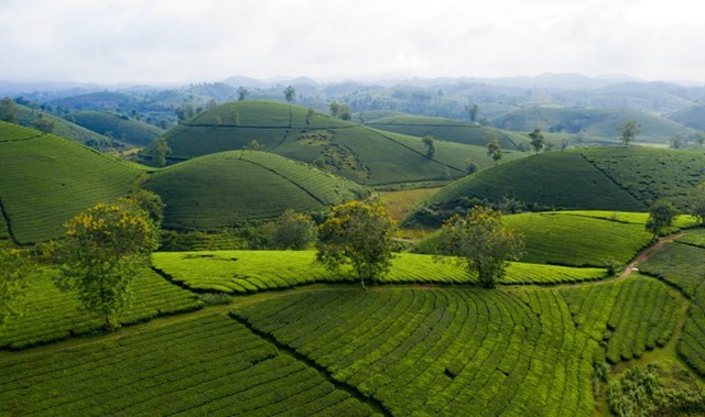 Đồi ch&egrave; Thanh Sơn