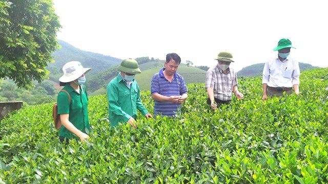 Hợp t&aacute;c x&atilde; ch&egrave; Ho&agrave;ng Văn tại x&atilde; Văn Lu&ocirc;ng, huyện T&acirc;n Sơn l&agrave; đơn vị đi đầu tr&ecirc;n địa b&agrave;n huyện về ứng dụng c&ocirc;ng nghệ kỹ thuật, bảo đảm an to&agrave;n trong sản xuất v&agrave; chế biến ch&egrave; đ&atilde; đặt kết quả tốt.