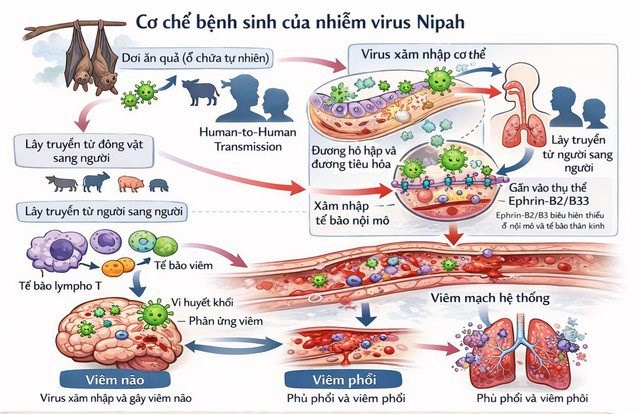 C&aacute;c cơ chế truyền nhiễm bệnh Nipah