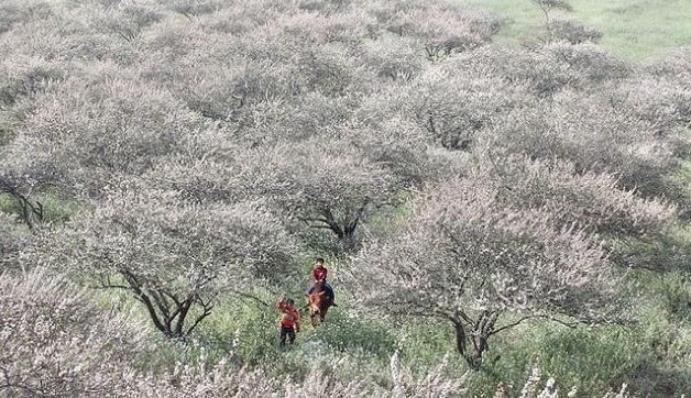 Hoa ban phủ trắng n&uacute;i rừng Mộc Ch&acirc;u