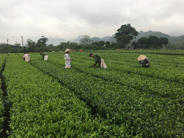 C&ocirc;ng t&aacute;c khuyến c&ocirc;ng đang ph&aacute;t huy vai tr&ograve; hỗ trợ c&aacute;c c&aacute; nh&acirc;n, tổ chức ph&aacute;t triển kinh tế n&ocirc;ng th&ocirc;n hiệu quả