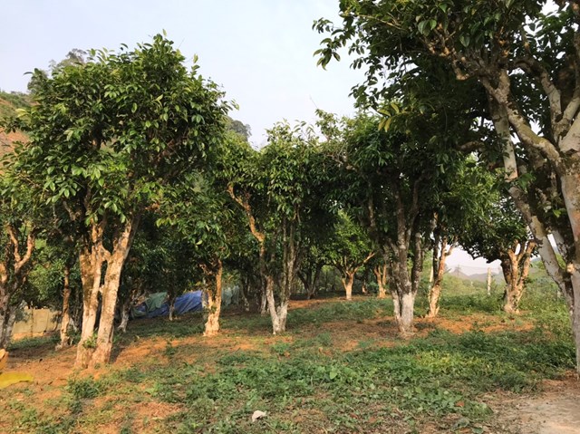 Hành trình vượt đỉnh Pha Đét tìm về di sản chè cổ thụ Tây Bắc - Ảnh 1