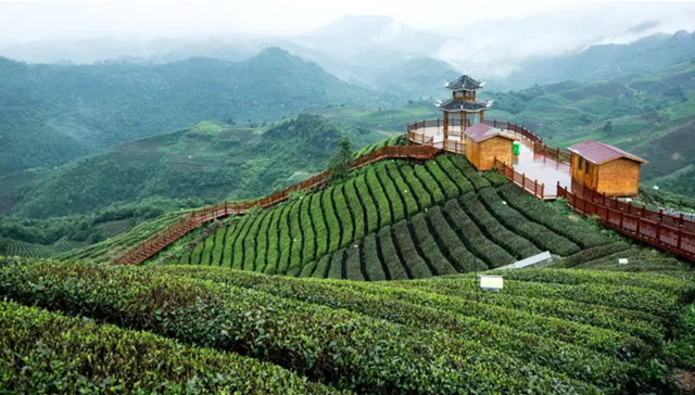 Đ&#244; Qu&#226;n Mao Ti&#234;m: Giọt ngọc b&#237;ch giữa n&#250;i rừng Qu&#253; Ch&#226;u - Ảnh 1