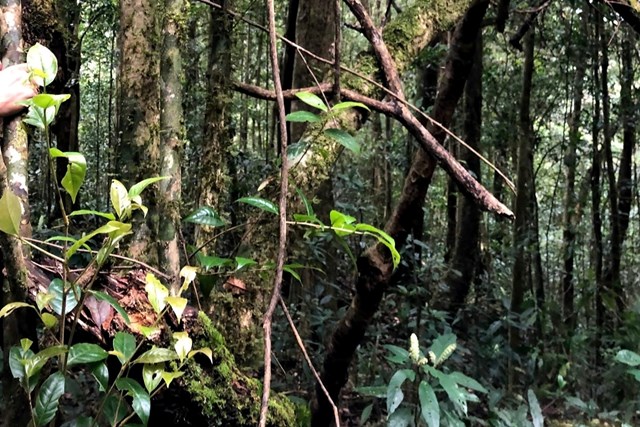 Giải mã rừng chè cổ Tà Đùng: Từ di sản ngàn năm đến động lực tăng trưởng xanh - Ảnh 2