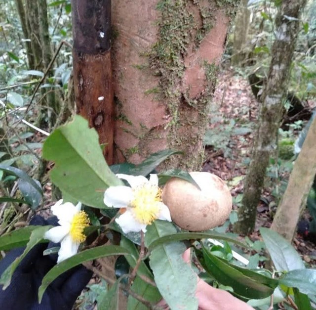 Giải mã rừng chè cổ Tà Đùng: Từ di sản ngàn năm đến động lực tăng trưởng xanh - Ảnh 1