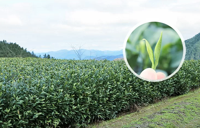Lục An Qua Phiến: Tuyệt phẩm tr&#224; xanh trong &quot;Thập đại danh tr&#224;&quot; Trung Hoa - Ảnh 3