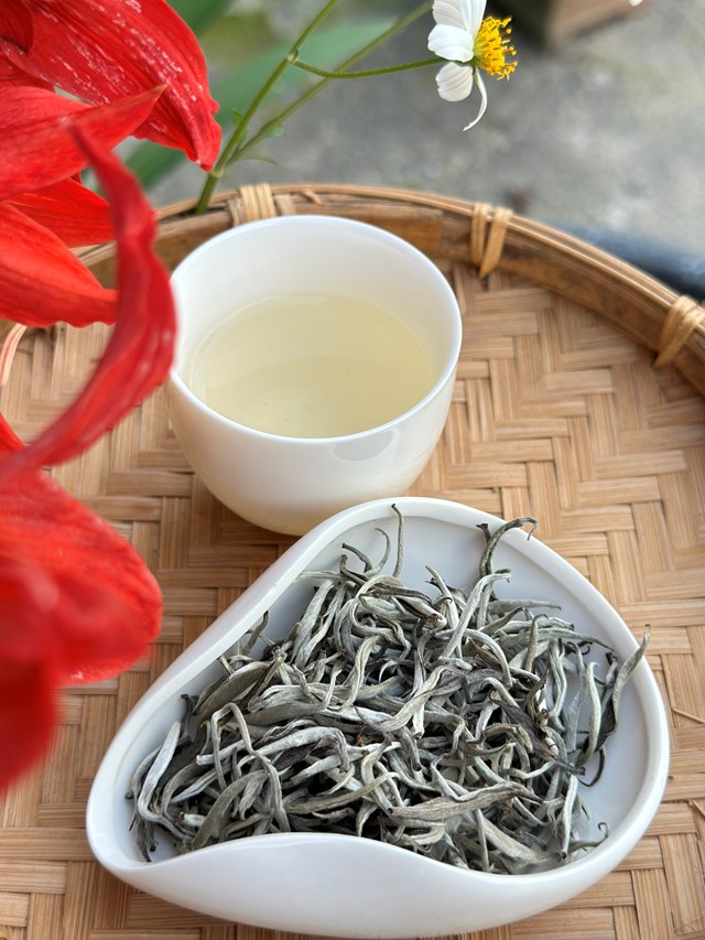 Bạch tr&#224; Ph&#236;n Hồ: Niềm tự h&#224;o của H&#224; Giang tỏa s&#225;ng tr&#234;n đấu trường quốc tế - Ảnh 2