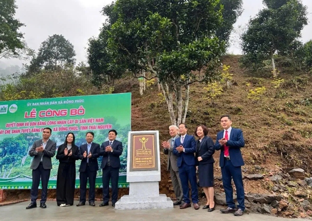 Đánh thức tiềm năng di sản Shan tuyết giữa đại ngàn Đồng Phúc - Ảnh 2