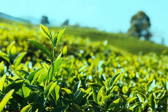 Sức hút từ những búp trà xuân đầu vụ - Ảnh 2