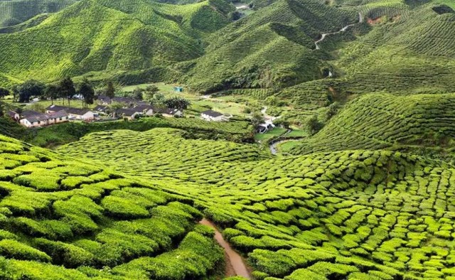 Th&#225;i Nguy&#234;n lọt top điểm đến tuyệt nhất thế giới để thưởng tr&#224; - Ảnh 2
