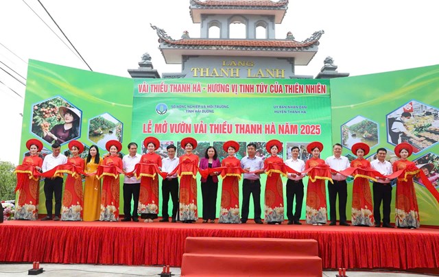 Nghi lễ cắt băng xuất khẩu lô vải năm 2025 tại xã Thanh Lanh, huyện thanh Hà, tỉnh Hải Dương