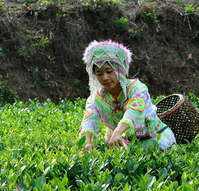 Th&ocirc;n nữ xinh đẹp trong bộ trang phục d&acirc;n tộc bắt mắt đang thu hoạch ch&egrave; thủ c&ocirc;ng