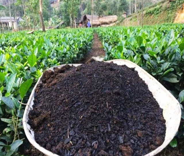 Than sinh học được Th.s Ho&agrave;ng Văn Tuấn nghi&ecirc;n cứu sản xuất phục vụ chăm s&oacute;c ch&egrave; hữu cơ, ứng ph&oacute; biến đổi kh&iacute; hậu