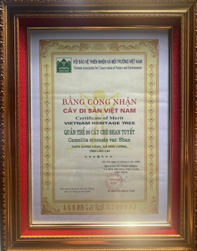 Quần thể chè Shan tuyết cổ thụ Giàng Pằng được công nhận là Cây Di sản Việt Nam - Ảnh 2
