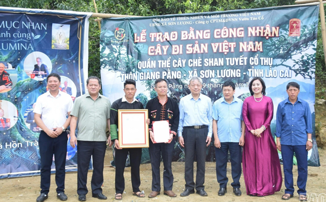 Quần thể chè Shan tuyết cổ thụ Giàng Pằng được công nhận là Cây Di sản Việt Nam - Ảnh 1