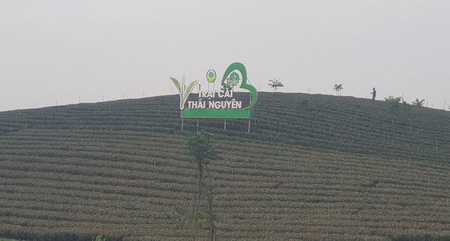 V&ugrave;ng ch&egrave; Trại C&agrave;i, Th&aacute;i Nguy&ecirc;n