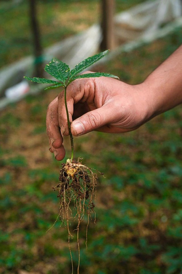 C&#244;ng ty Cổ phần S&#226;m Ngọc Linh Tu Mơ R&#244;ng: N&#226;ng tầm gi&#225; trị, vươn xa thương hiệu Việt - Ảnh 1
