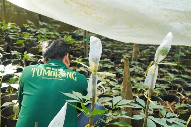 C&#244;ng ty Cổ phần S&#226;m Ngọc Linh Tu Mơ R&#244;ng: N&#226;ng tầm gi&#225; trị, vươn xa thương hiệu Việt - Ảnh 2