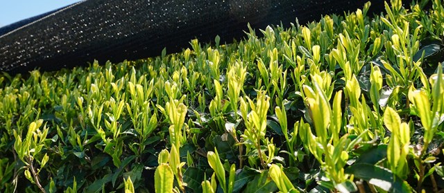 Kỹ thuật che bóng và dấu ấn hương vị của trà Kabusecha - Ảnh 1