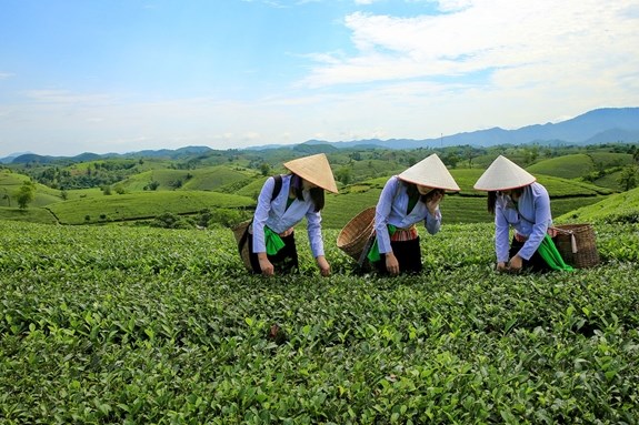 Nâng tầm giá trị cho thủ phủ chè Tây Cốc - Ảnh 2