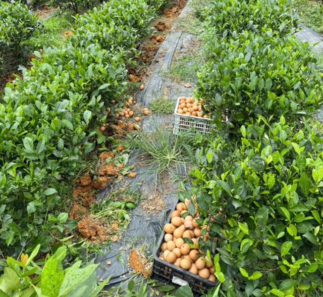 Đột phá từ mô hình bón trứng gà cho cây chè Thái Nguyên - Ảnh 1