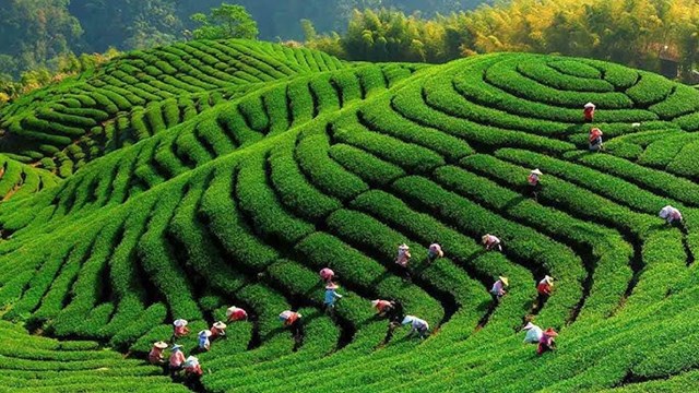 Khát vọng vươn tầm của đồi chè Khe Cốc - Ảnh 2