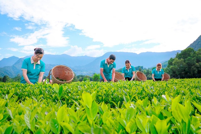 Khi người n&#244;ng d&#226;n trở th&#224;nh đại sứ văn h&#243;a: Sức mạnh mềm của ng&#224;nh ch&#232; Th&#225;i Nguy&#234;n - Ảnh 2