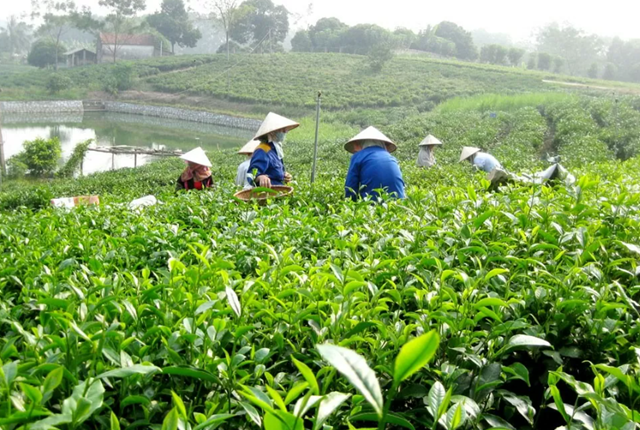 T&#226;n Cương: H&#224;nh tr&#236;nh bảo vệ &#39;đệ nhất danh tr&#224;&#39; - Ảnh 2