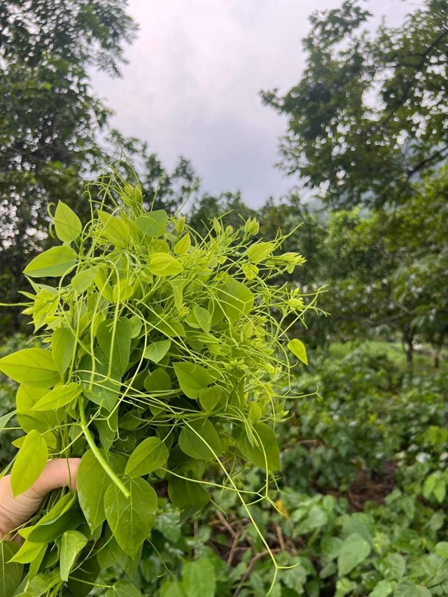 Tr&#224; sữa b&#242; khai: H&#224;nh tr&#236;nh biến rau rừng Lạng Sơn th&#224;nh thức uống độc đ&#225;o - Ảnh 3