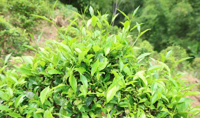 Chè Tán Ma ở Thanh Hóa: Bước chuyển từ tự cung tự cấp sang sản xuất hàng hóa - Ảnh 2