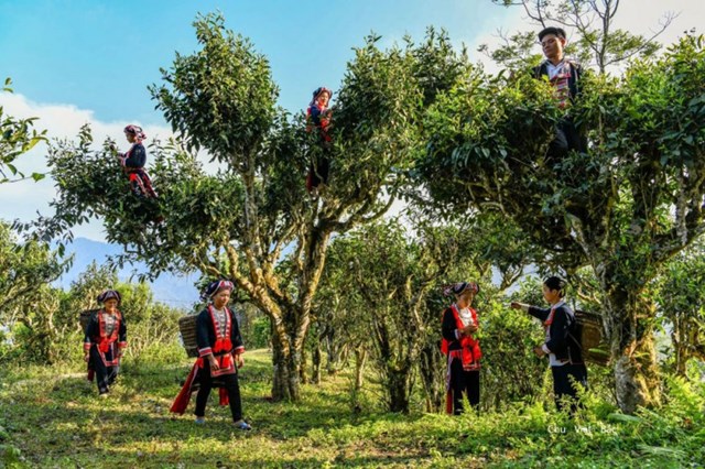 Ho&#224;ng Su Ph&#236;: Ph&#225;t triển c&#226;y ch&#232; Shan tuyết gắn với du lịch sinh th&#225;i - Ảnh 2