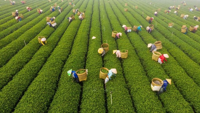 Thị trường Th&#225;i Lan: C&#225;nh cửa chiến lược cho bước chuyển m&#236;nh của tr&#224; Việt - Ảnh 1