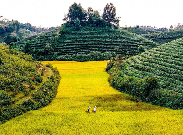 Bước nhảy vọt về m&#227; số v&#249;ng trồng: Cam kết chất lượng của n&#244;ng sản Th&#225;i Nguy&#234;n - Ảnh 1