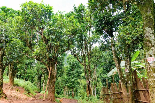 Ch&#232; Shan tuyết Tủa Ch&#249;a được định danh v&#224; bảo hộ chỉ dẫn địa l&#253; - Ảnh 1